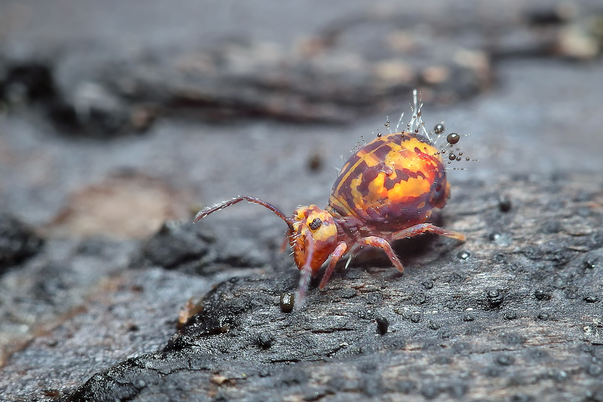 Bunter-Kugelspringer 9312  Macro canon 60mm.jpg