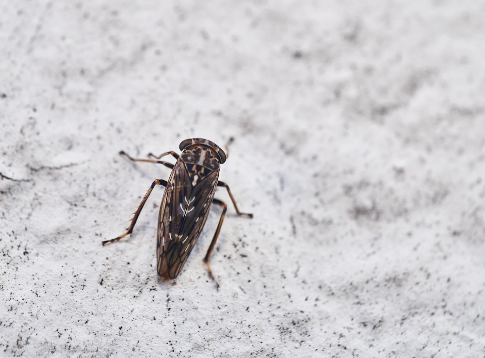 Allygus sp..jpg