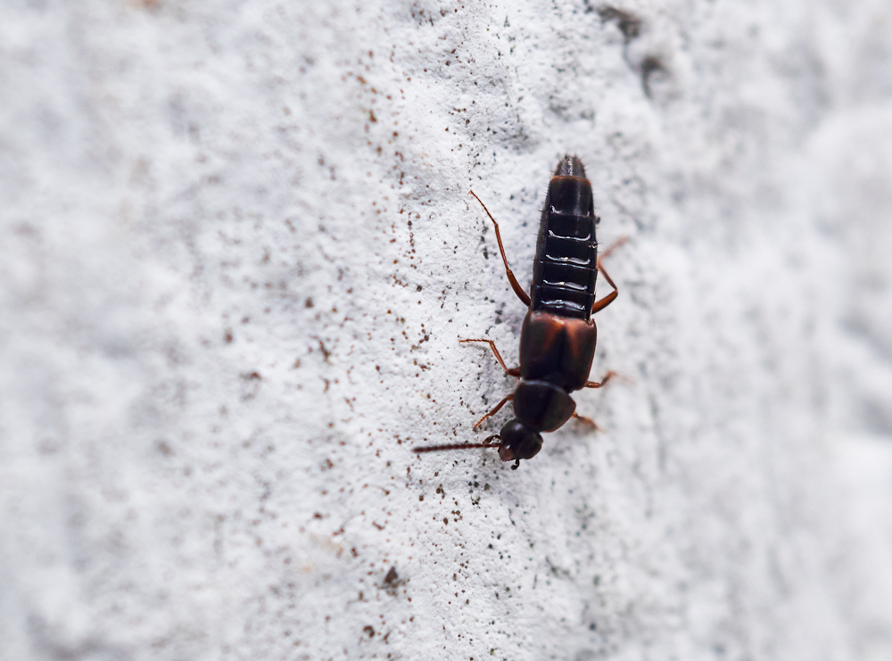 Aleocharinae sp..jpg