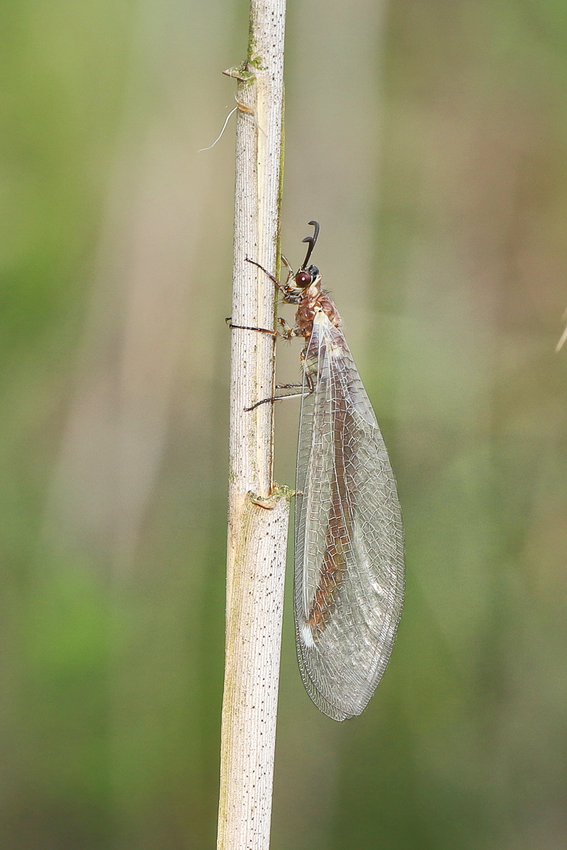 7 Myrmeleon-formicar-8942aweb2.jpg