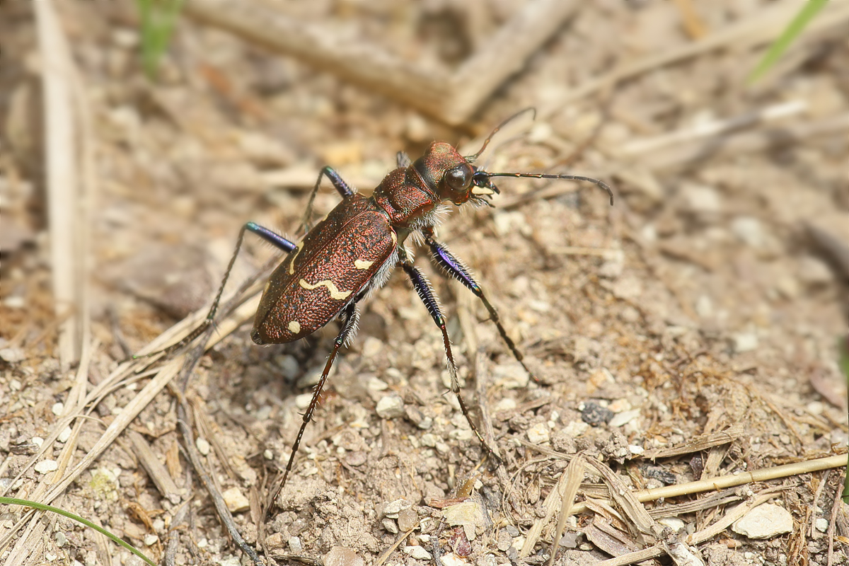 14 Cicindela-sylvatica-Wald--w.jpg
