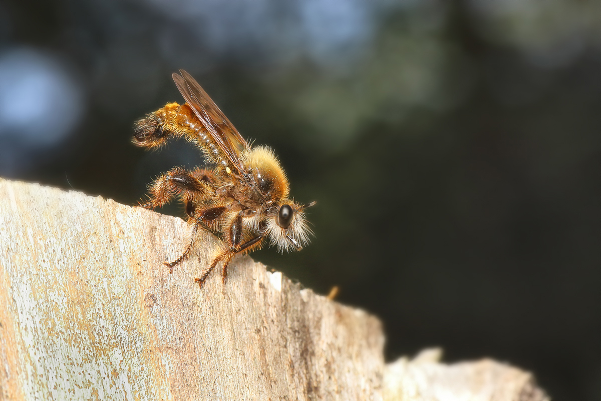 18 Gelbe-Mordfliege-Laphria-fl.jpg