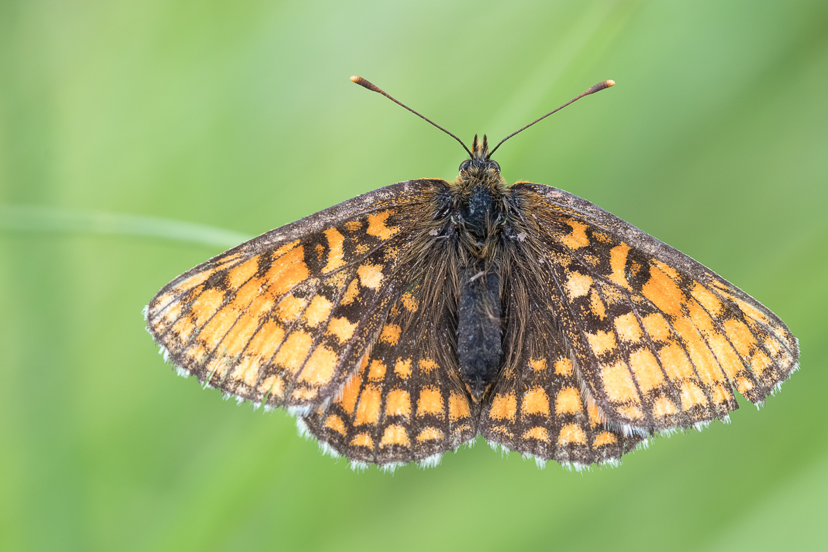 MFV_210705-Melitaea athalia-III_IMG_5029.jpg