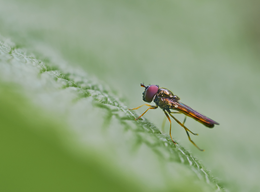 Raupen Plattbauchschwebfliege 2.jpg