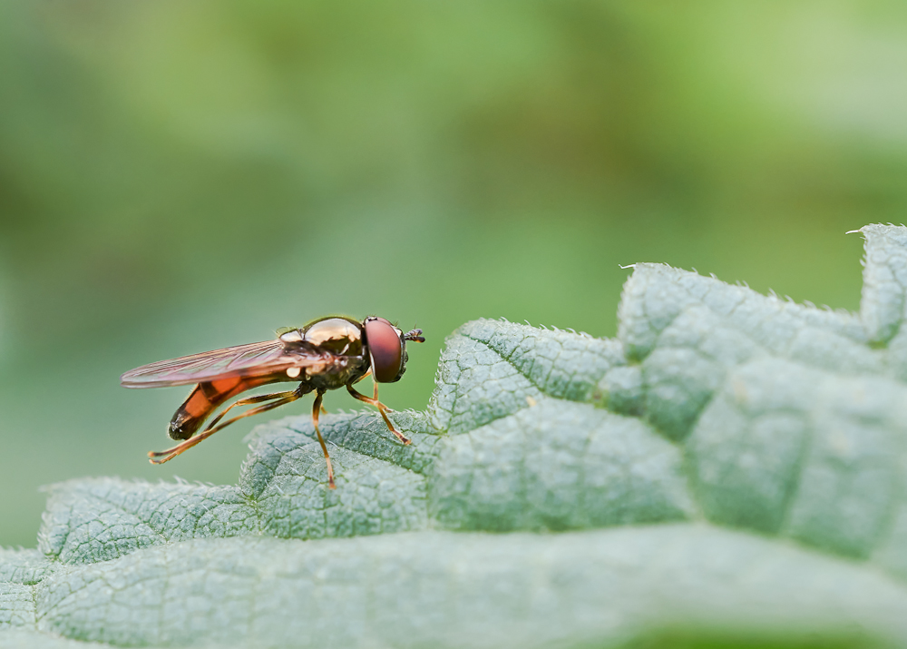 Raupen Plattbauchschwebfliege 1.jpg