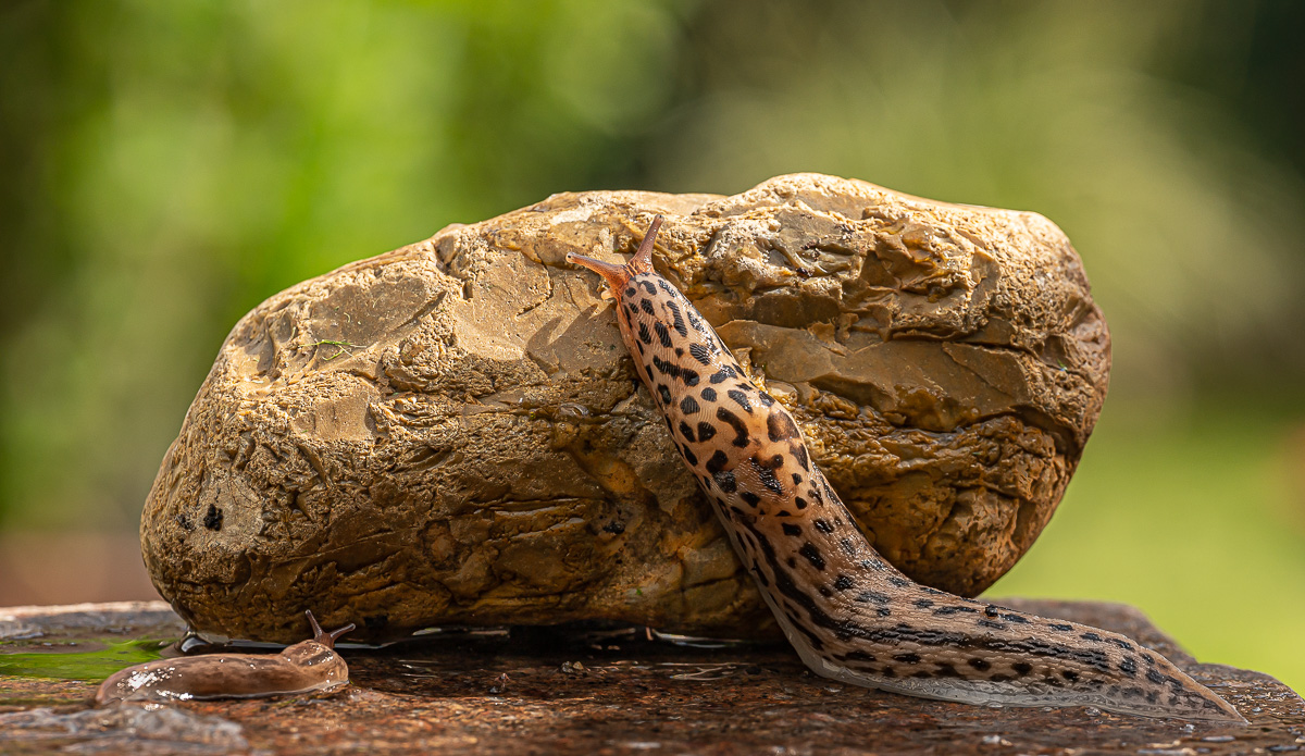 Tigerschnegel Limax Maxius 6.jpg