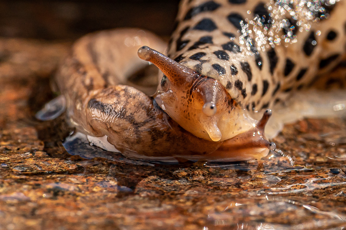 Tigerschnegel Limax Maxius 11.jpg