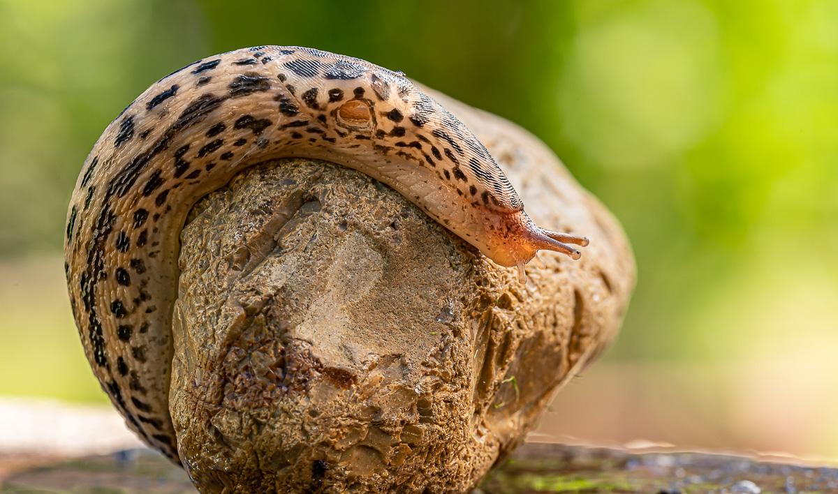 Tigerschnegel Limax Maxius 14.jpg