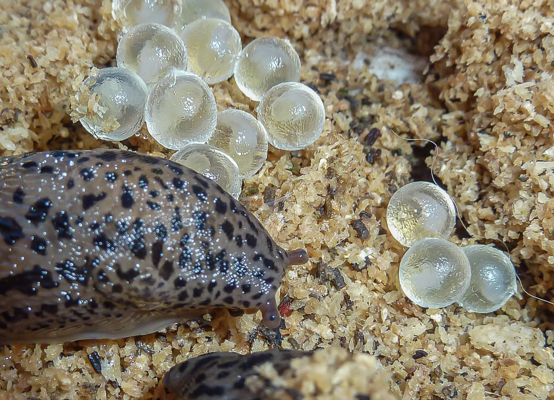 Tigerschnegel Limax Maxius 26.jpg