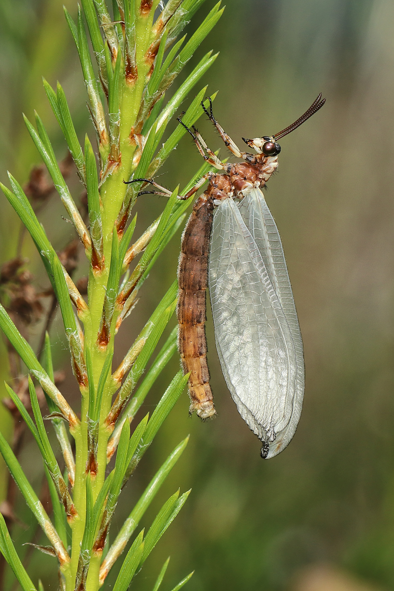 4 Myrmeleon-formicaria-Ger-89.jpg