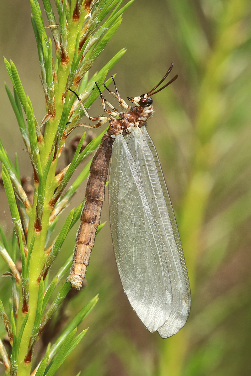 6 Myrmeleon-formicaria-Gewö-8.jpg