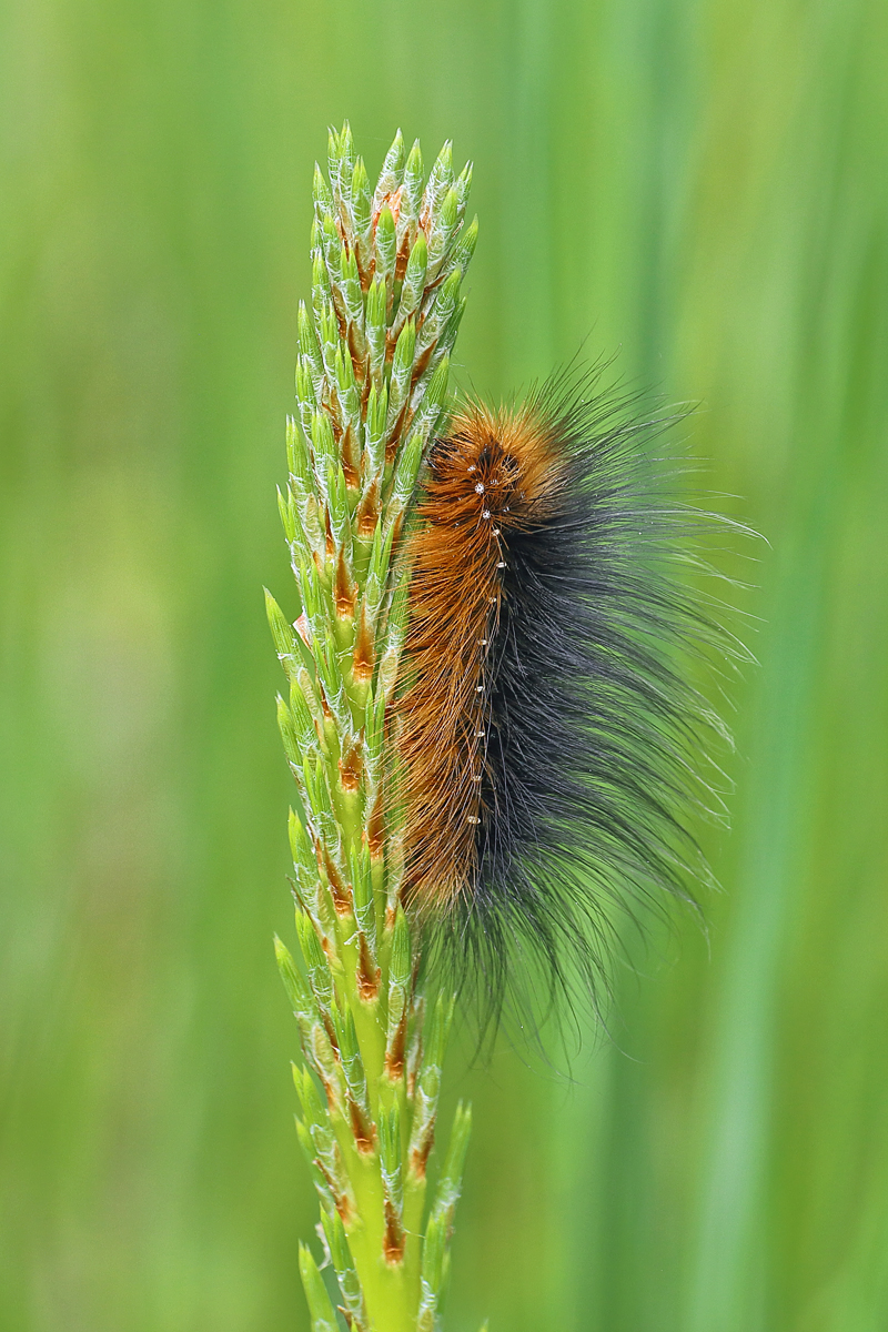 12 Bärenspinner-cf-Raupe-web.jpg