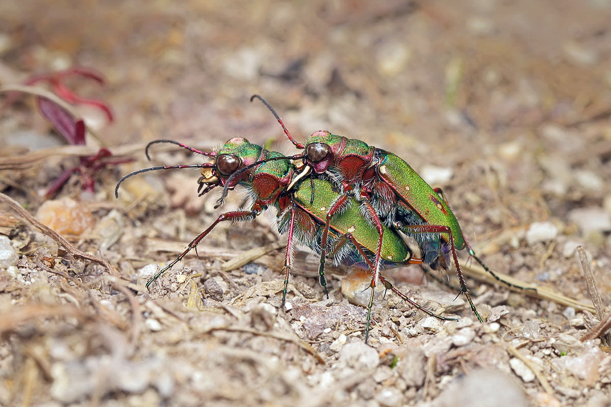 13 Cicindela-campestris-Feld-S 2.jpg