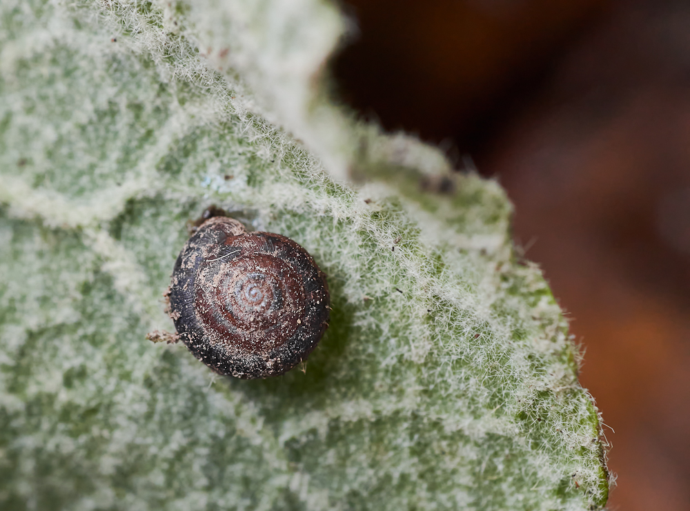 Schnecke.jpg