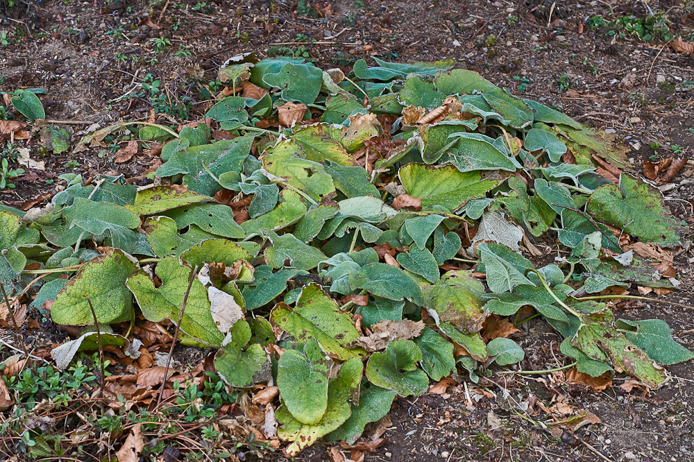 Habitat.jpg