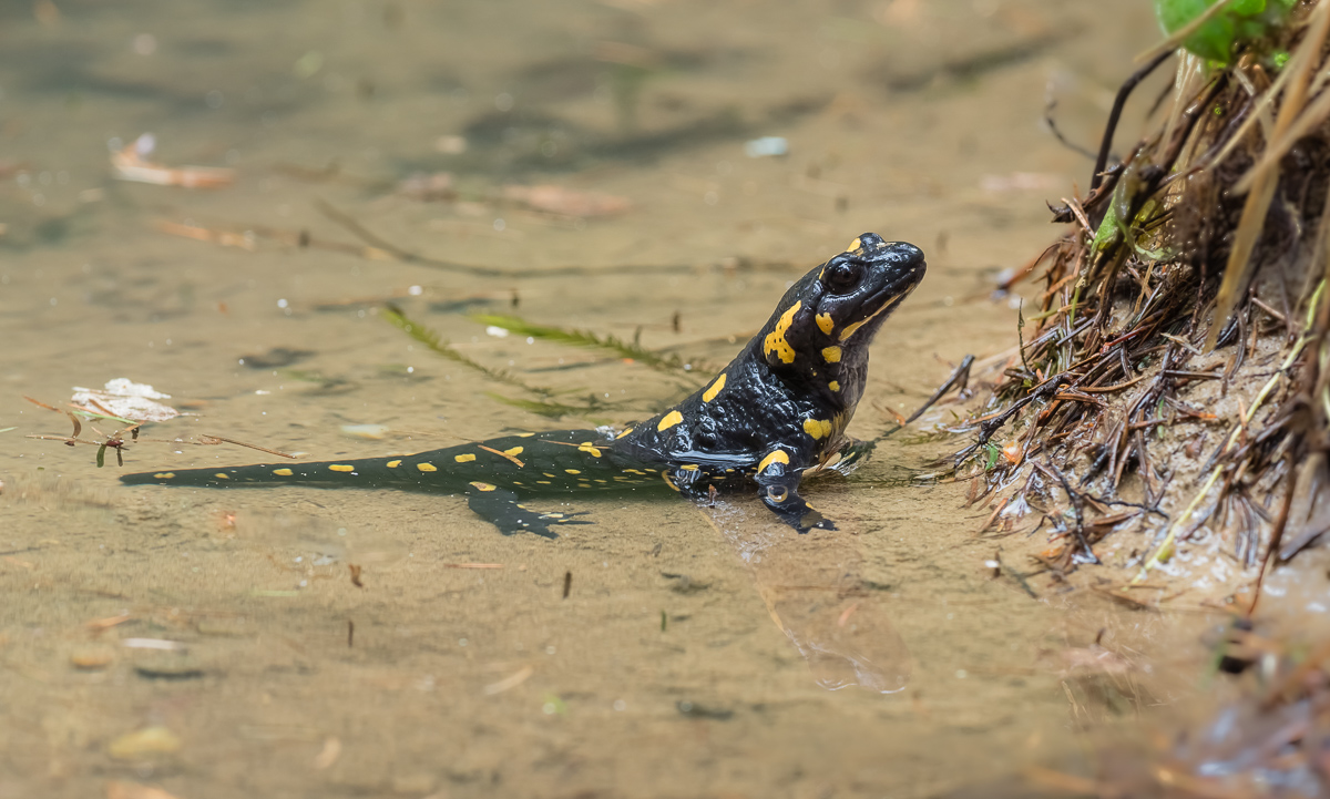 Salamander_nachwuchs-7.jpg