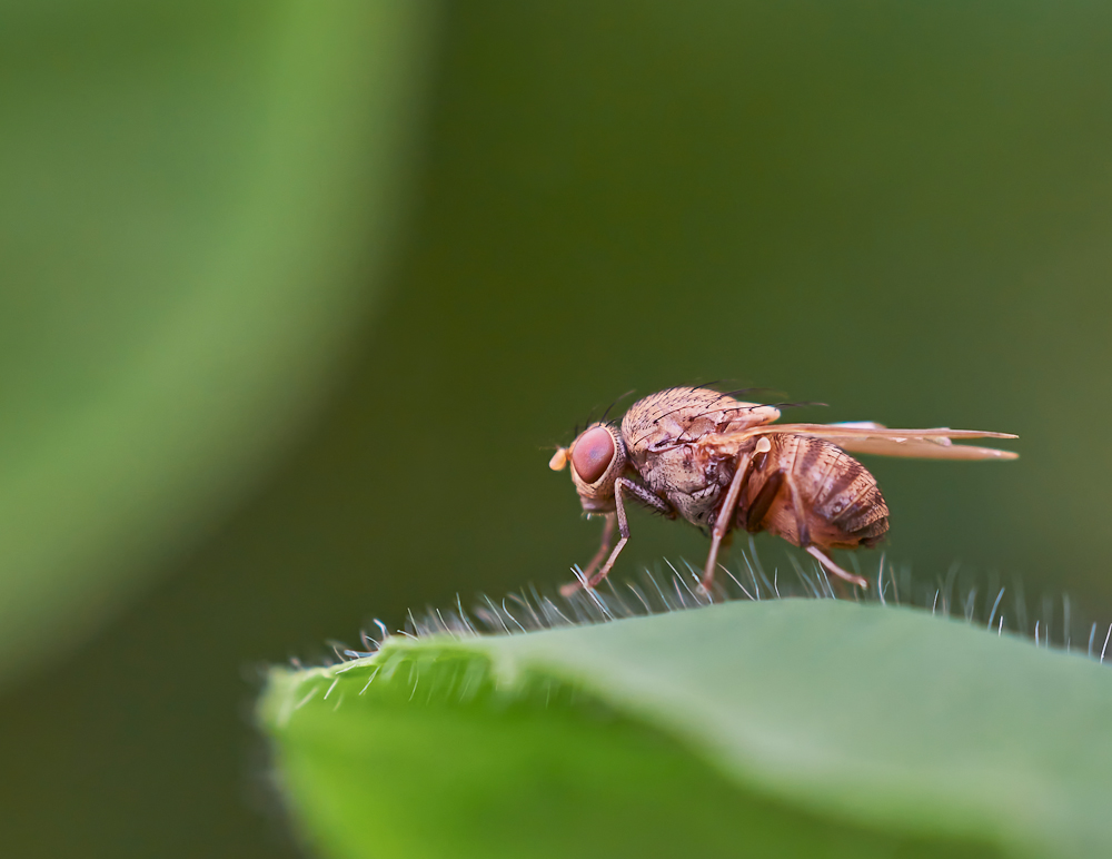 Minettia sp. 1.jpg