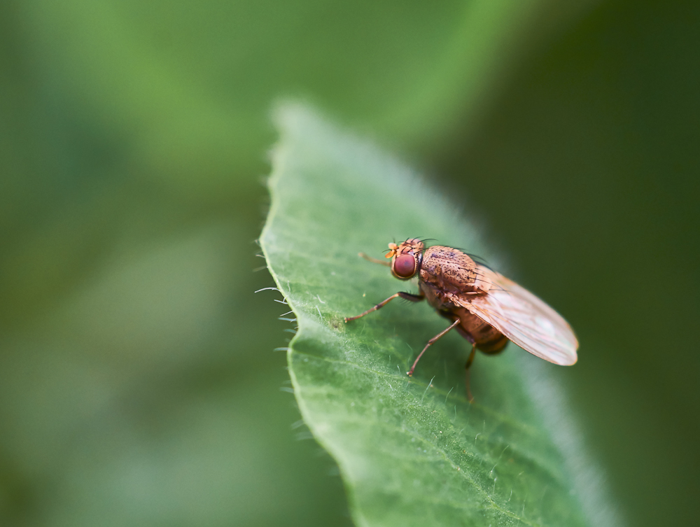 Minettia sp. 2.jpg