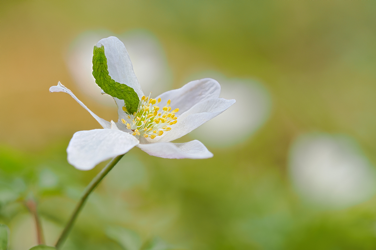 Anemone-zom013481_8---Kopie.jpg