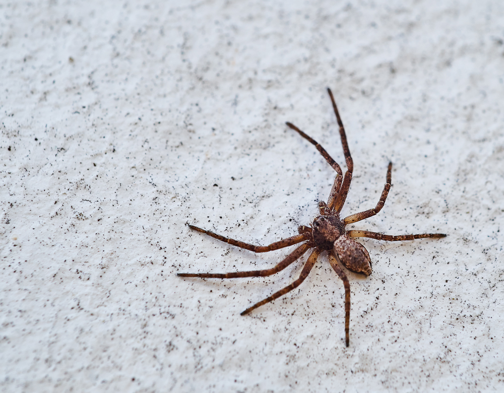 Philodromus spec..jpg