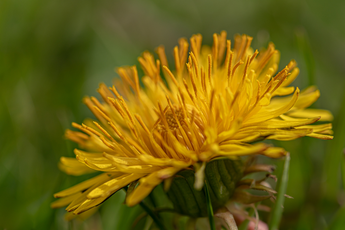 Löwenzahn 1.jpg