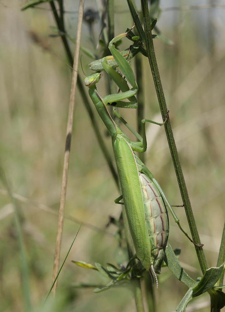 2 Mantis schwanger 6714.jpg