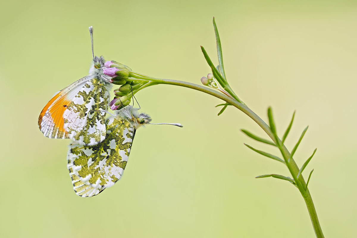 Anthocharis-cardamines-zom014419_15---Kopie.jpg