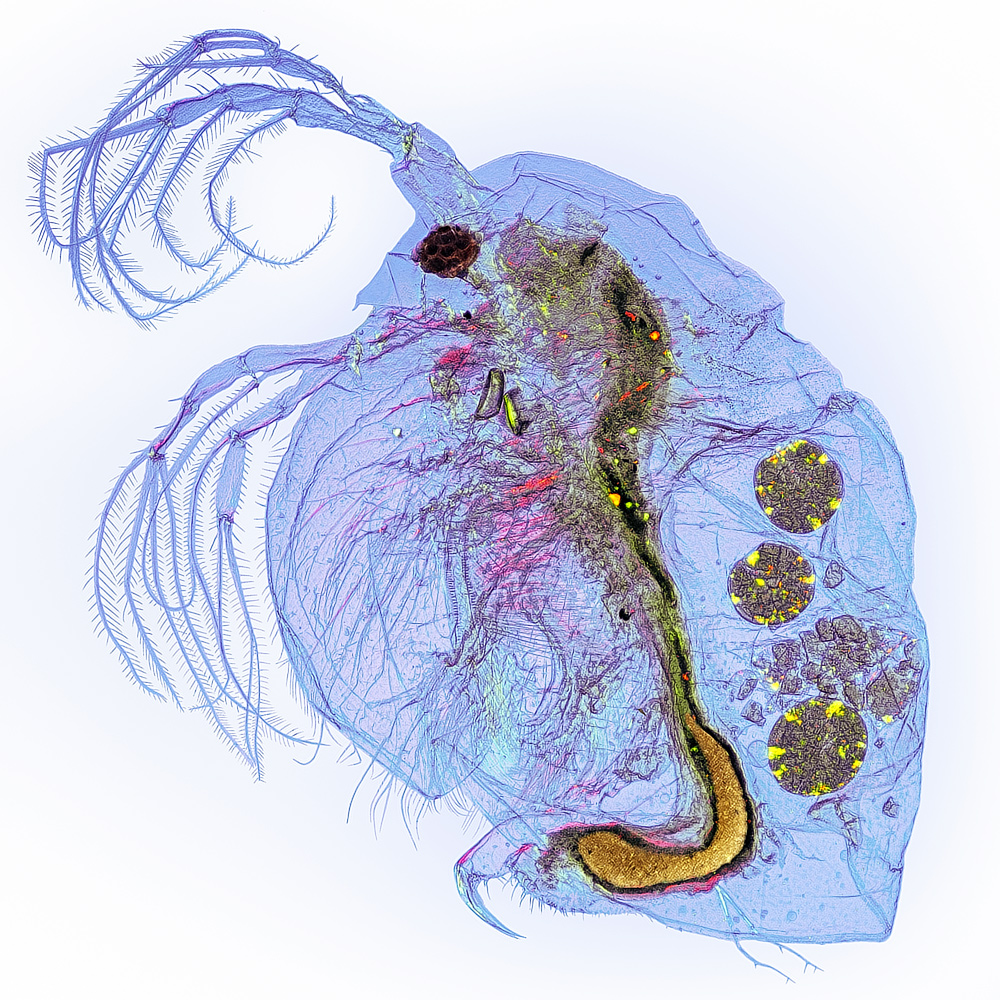 M4_1000_Q85.jpg