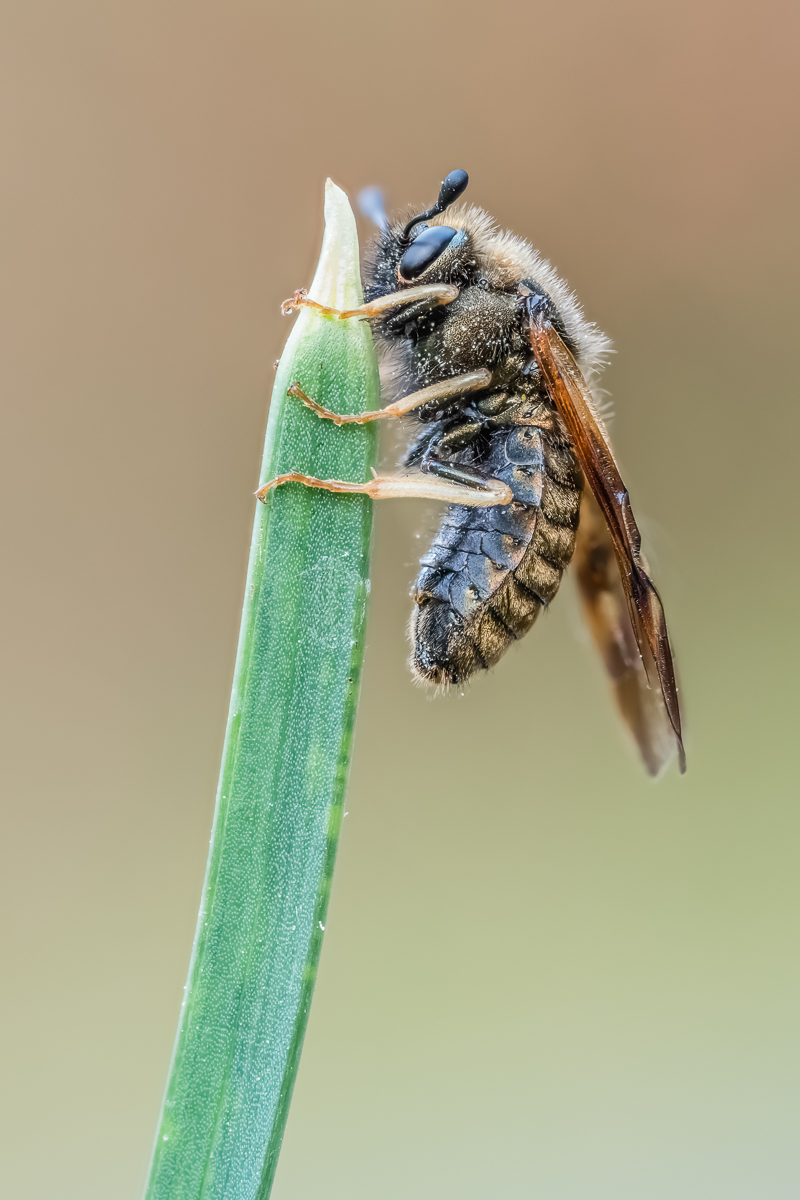 Biene6_15042022-2(C,Smoothing4)15.jpg