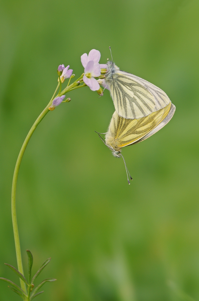 IMGP6881 orsbach 1000.JPG