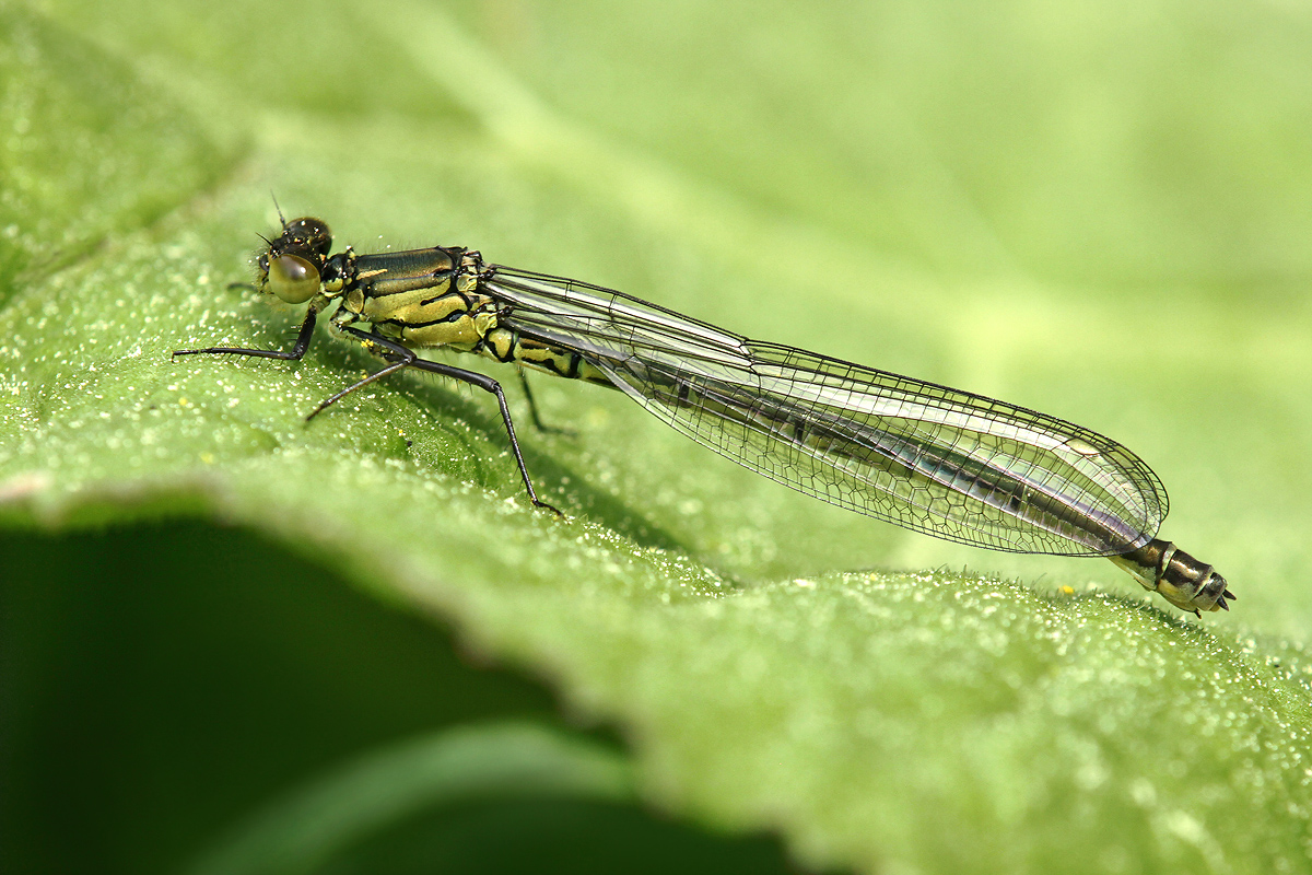 Erythromma najas_f_IMG_0641_1200.jpg