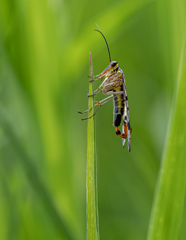 Gemeine Scorpionsfliege-4.jpg