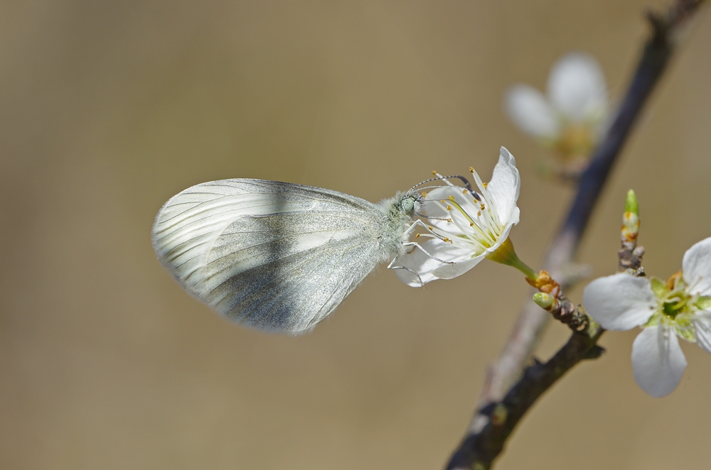 IMGP6987 breinig 1000.JPG