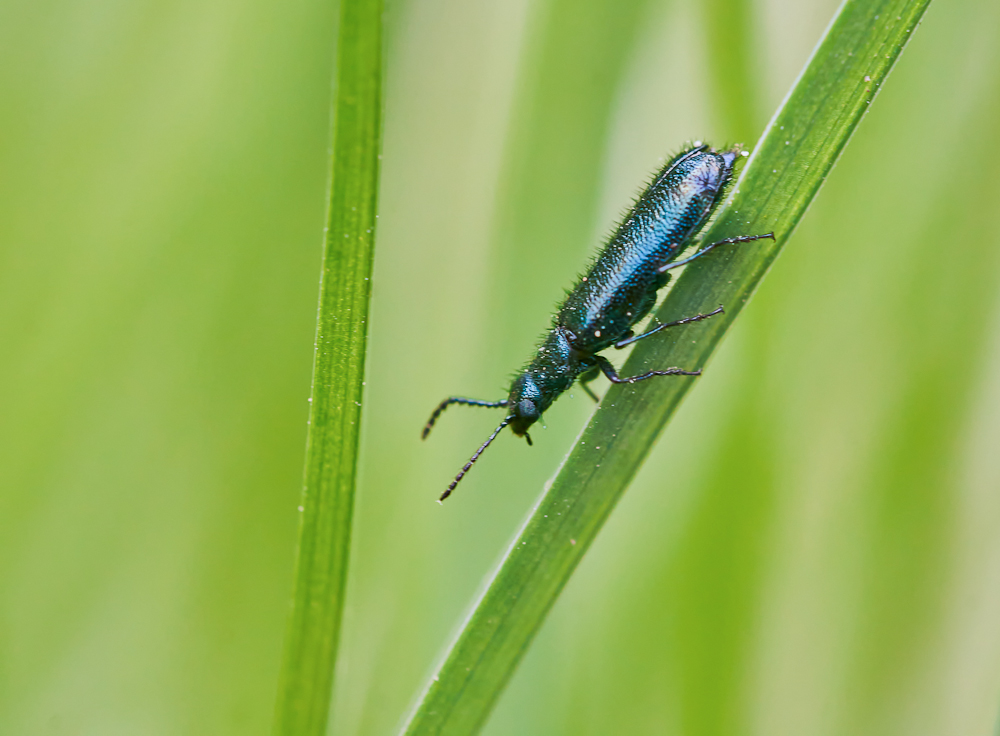 Blauer Wollhaarkäfer.jpg