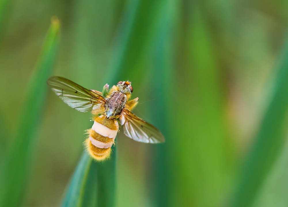 Fliegentöter 3.jpg