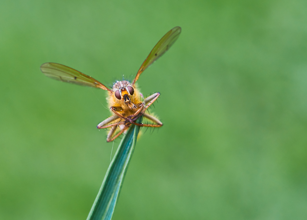 Fliegentöter 4.jpg