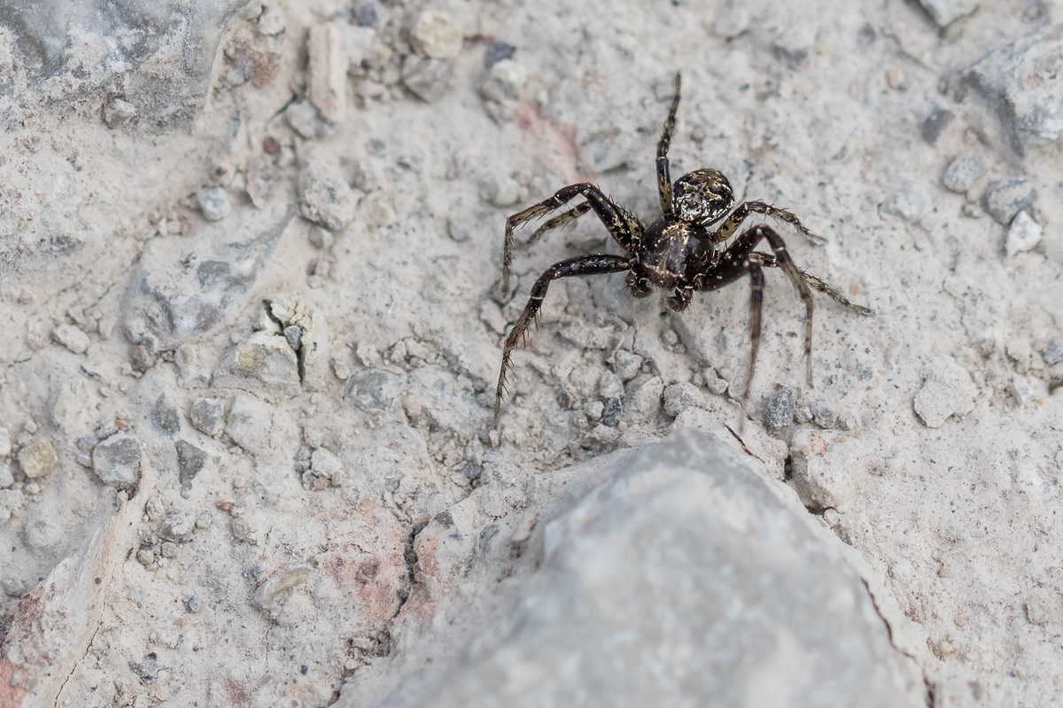 IMG_5741_- Kopie.jpg