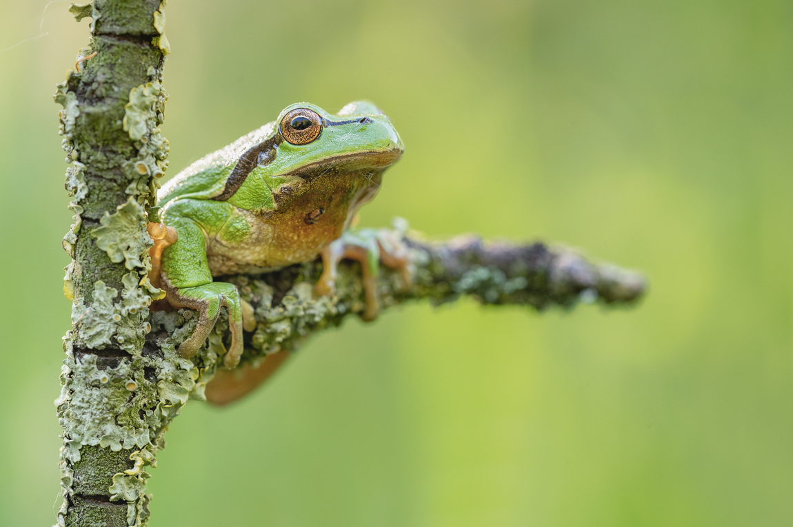 Z62_1622-Laufrosch.jpg