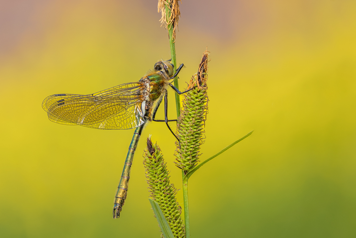 Falkenlibelle (Cordulia aenea)_2022-05-11-18-13-12-(B,R8,S5).jpg
