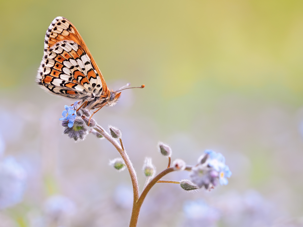 Melitaea-cinxia-OGG88342---Kopie.jpg