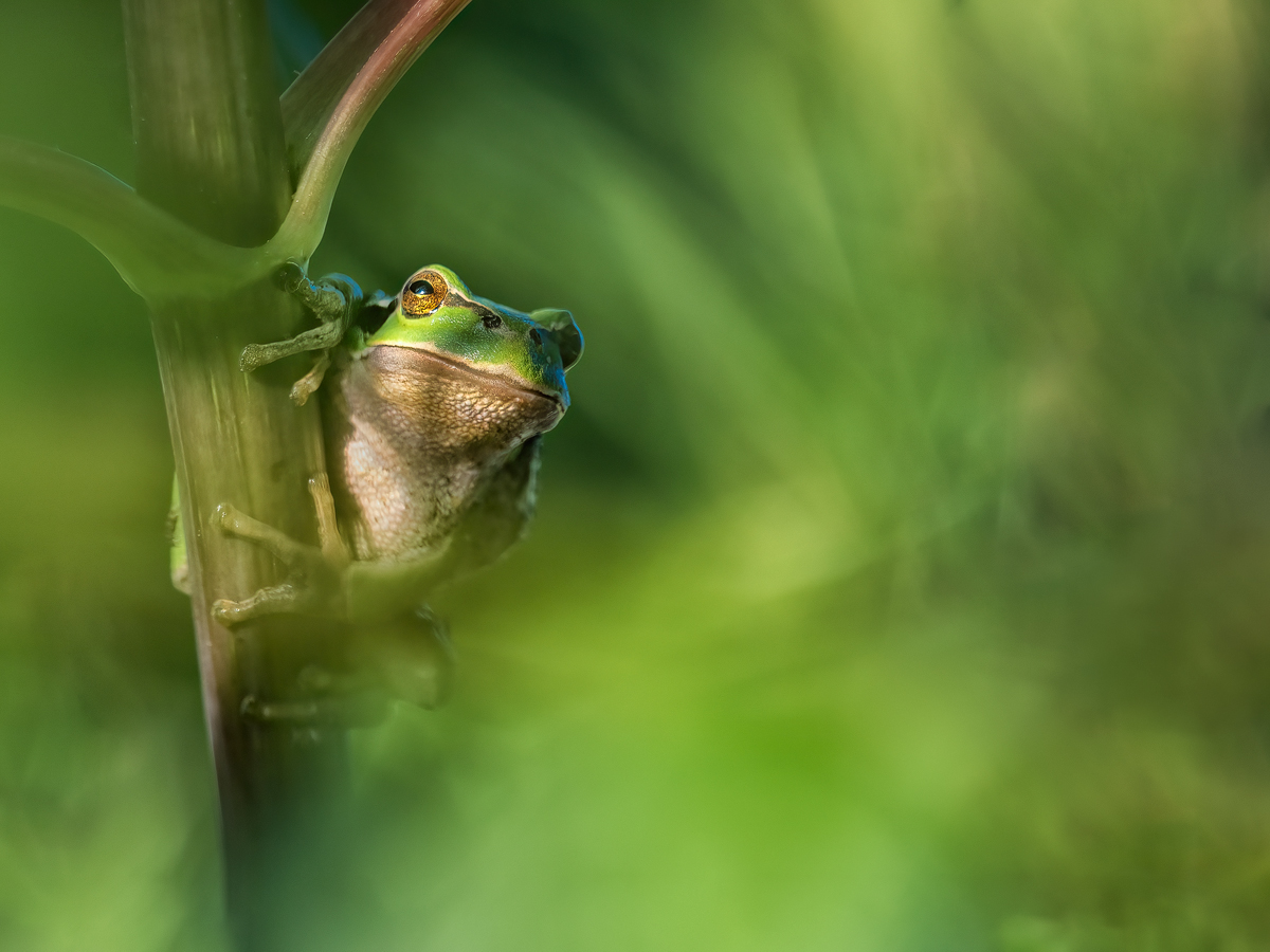 Laubfrosch Ennigerloh.jpg