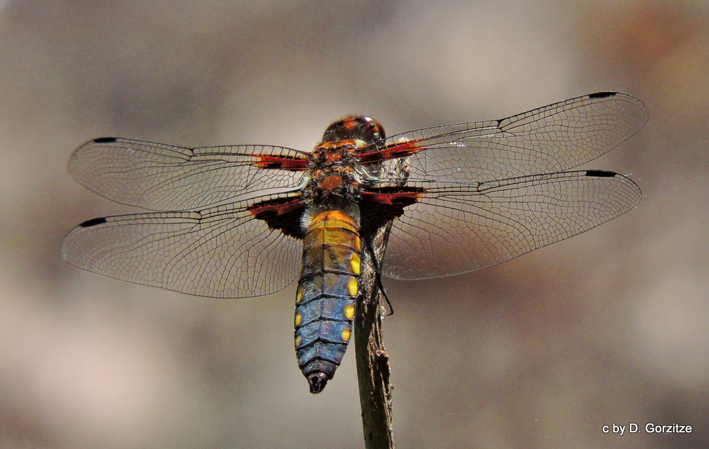 1-DSCN9090.JPG