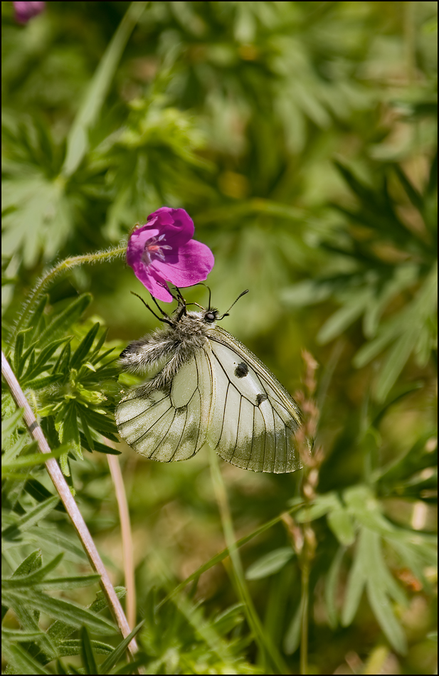 40D_IMG_0190_Parnassius_mnemosyne.jpg