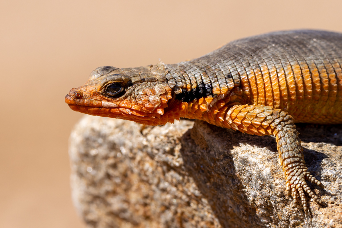 Karusasaurus polyzonus_00RK2241.jpg