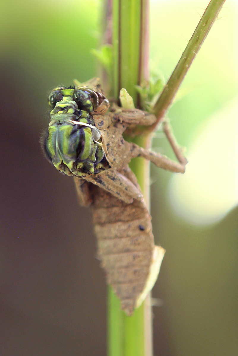 Gomphus vulgatissimus_m_Schlupf_IMG_0491_1200.jpg