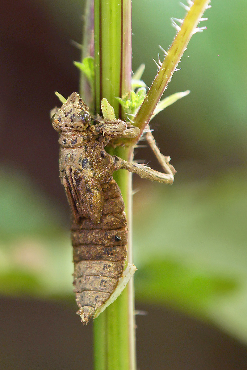 Gomphus vulgatissimus_m_Schlupf_IMG_0455_1200.jpg