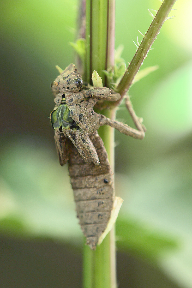 Gomphus vulgatissimus_m_Schlupf_IMG_0459_1200.jpg