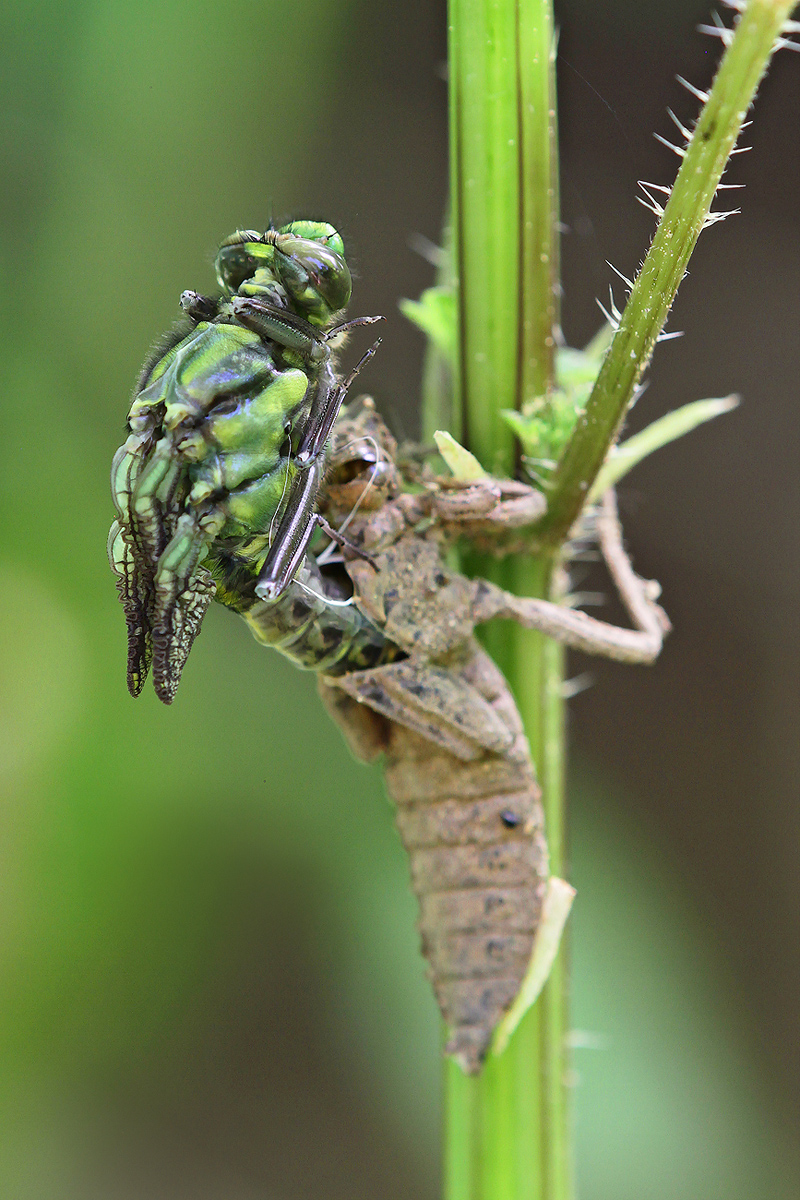 Gomphus vulgatissimus_m_Schlupf_IMG_0548_1200.jpg