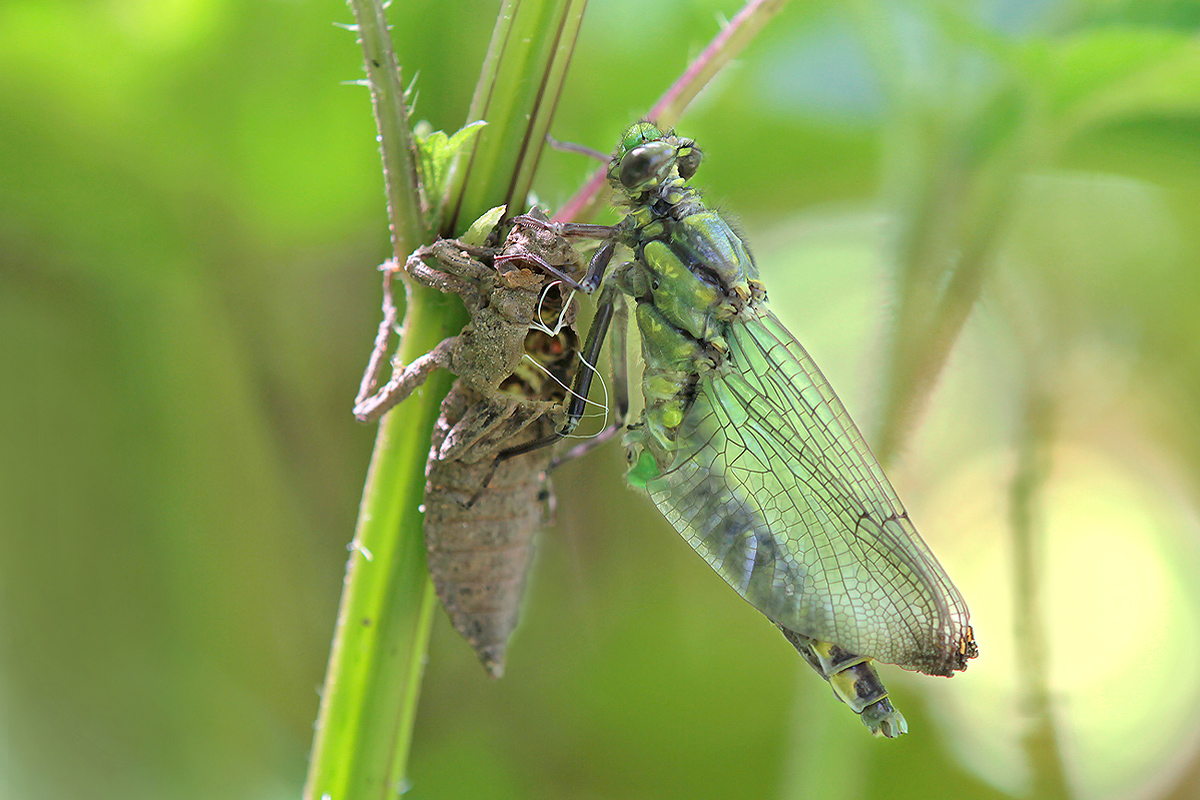 Gomphus vulgatissimus_m_Schlupf_IMG_0614_1200.jpg