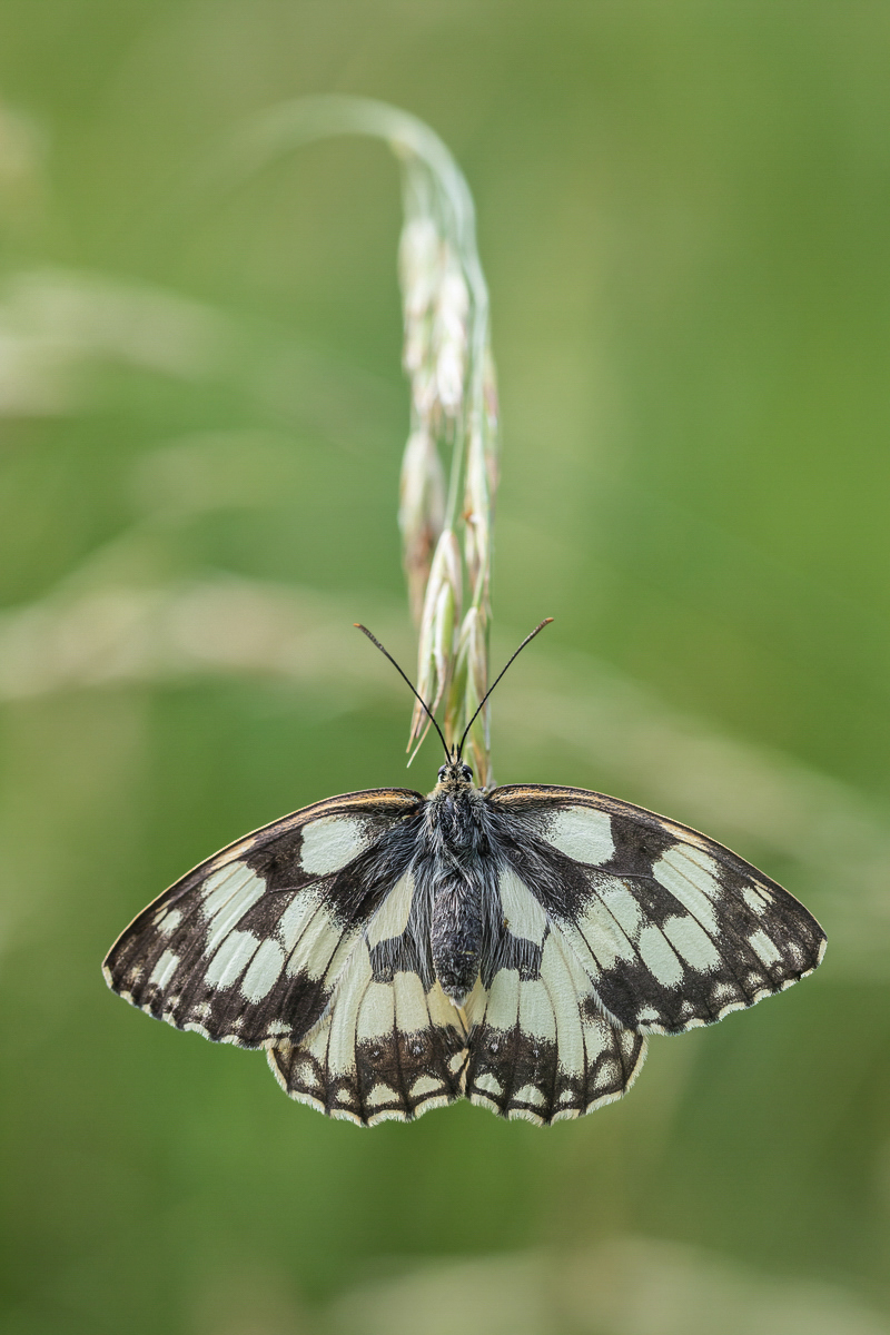 Melanargia galathea Galatea-Schachbrett; Nymphalidae Insekt Original (2) Makro-2.jpg